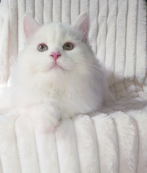 Продается шикарный крупный котенок, хайленд