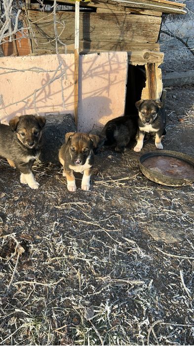 Щенки маленьнького размера