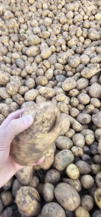 Картофель Гала (отбраковка)