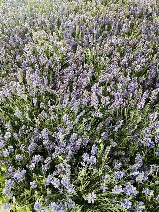 Саженцы ЛАВАНДЫ в продаже