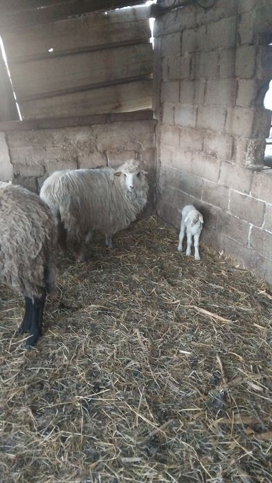 Oi  carabase  de vânzare