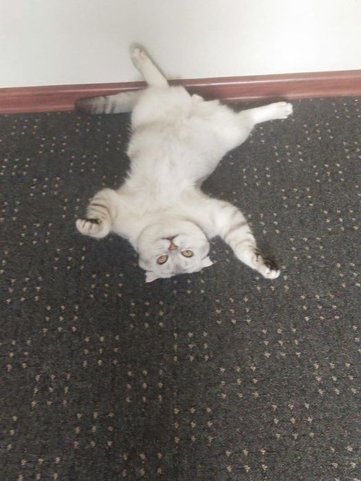 Продам шотландского кота