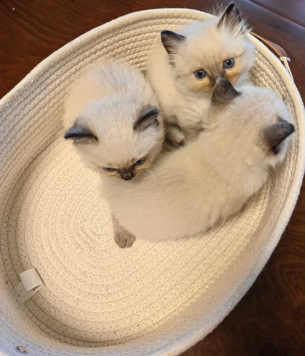 Чистокръвни Ragdoll котенца