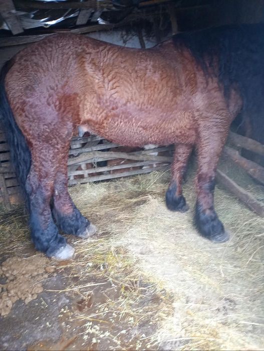 Vând cal bun de ham