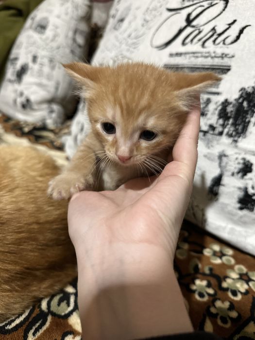 Отдам котенка в добрые руки!