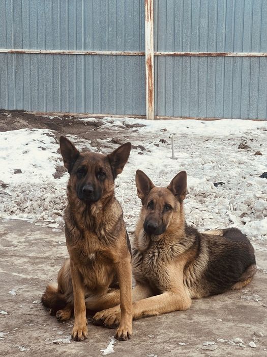 щенки немецкой овчарки