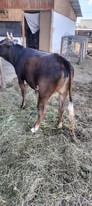 Семиз сиыр 4 ай байланган