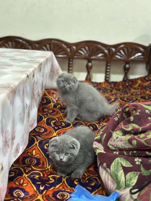 Продам срочно котят чистокровных порода британский скотч фолт