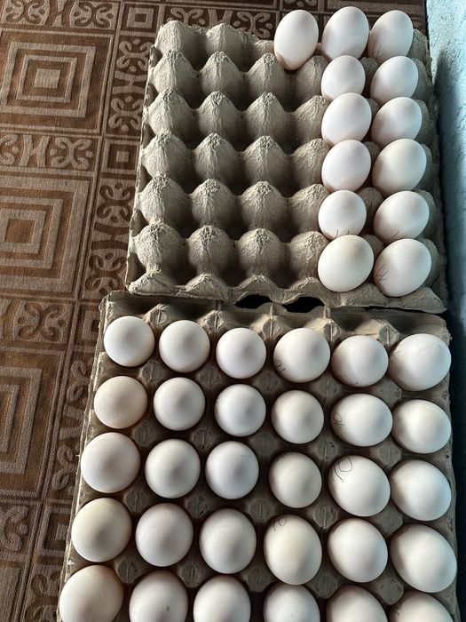 Vând  oua de rața si de gâsca