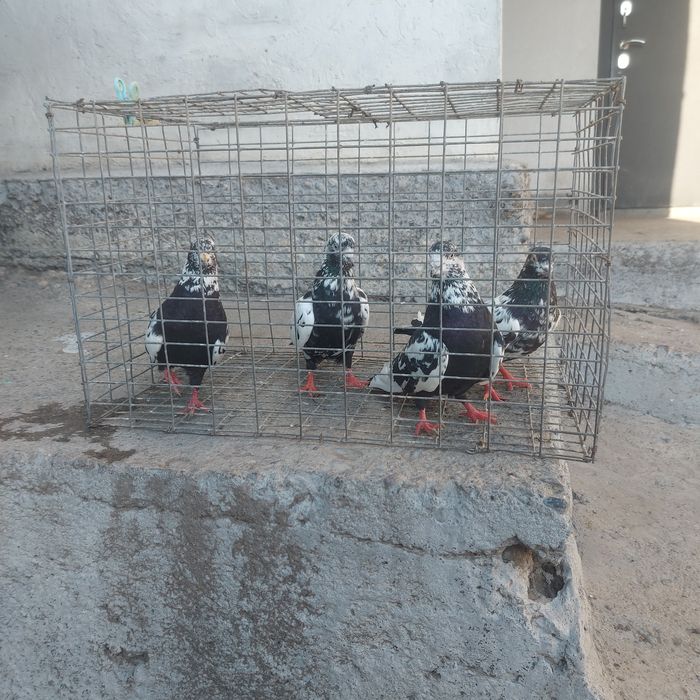 Сочи 2 пара гатовый лет с игрой