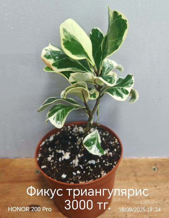 Комнатные цветы.