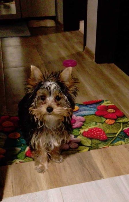 Йоркширски териер на 4мес