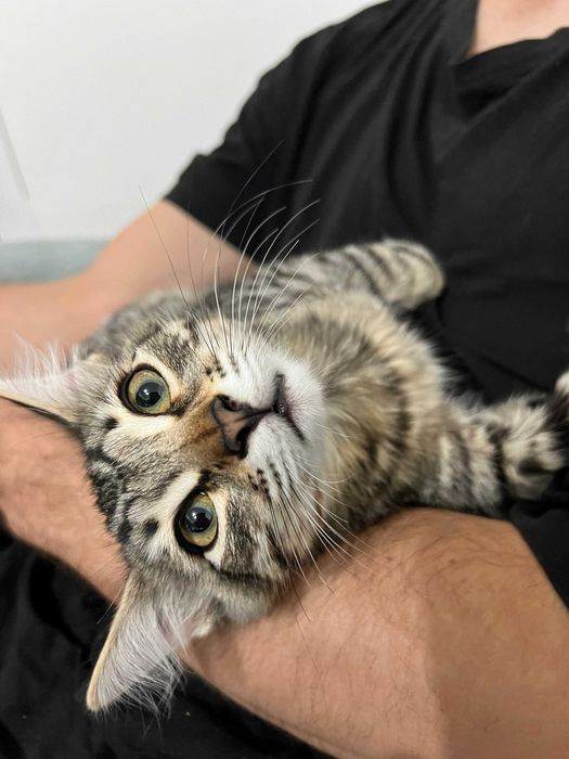 Молодой котик в поисках дома!