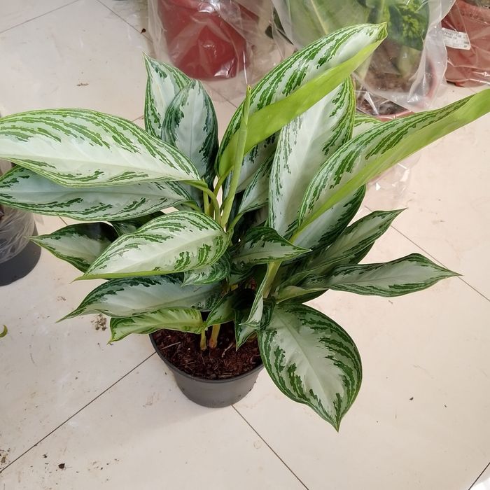 AGLAMENA  gulari