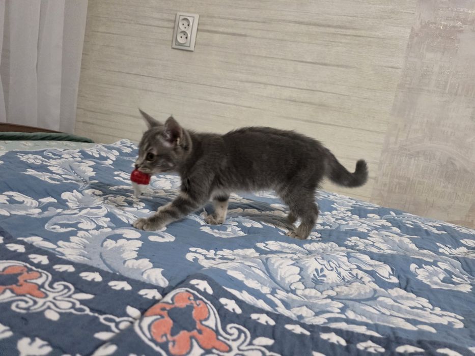 Отдам в добрые руки