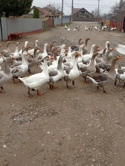 De vânzare gâște și gascani