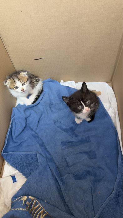 Отдам котят в добрые руки