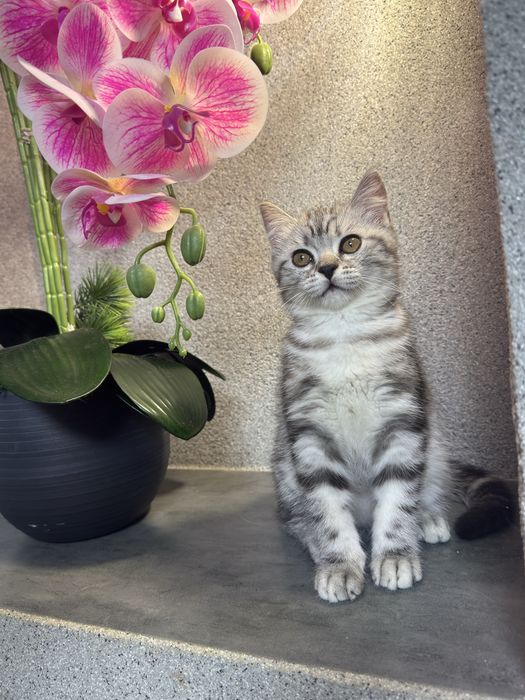 Котенок девочка шотландская