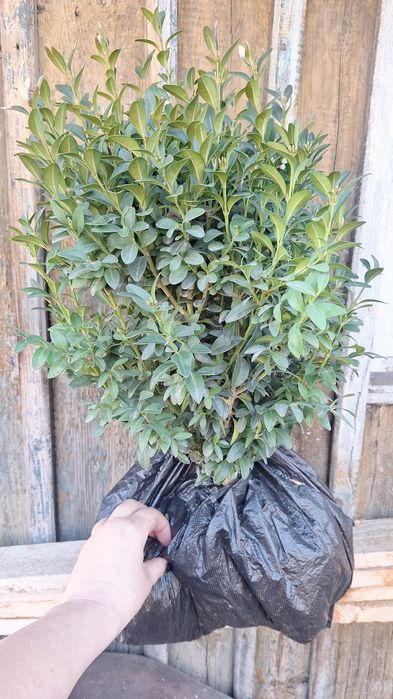 Продаётся Самшит