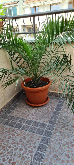 палма., многогодишна, Бенджамин