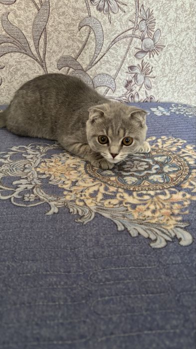 Котенок породистый