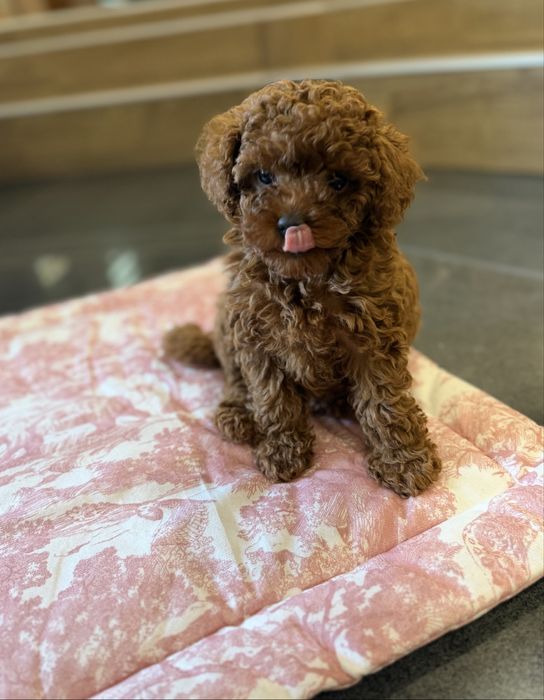 Той пудел/toy poodle