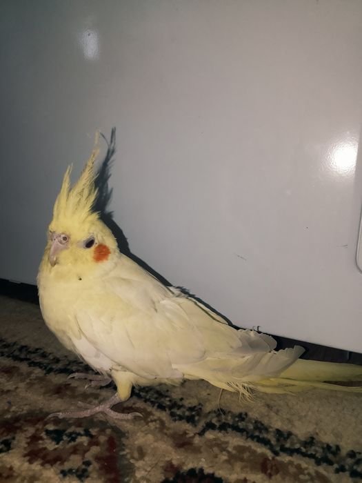 Корелла сатылады.