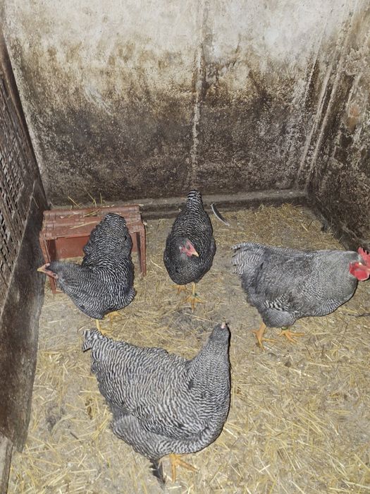 Oua găini Australop Plymouth silver și Plymouth rock barat