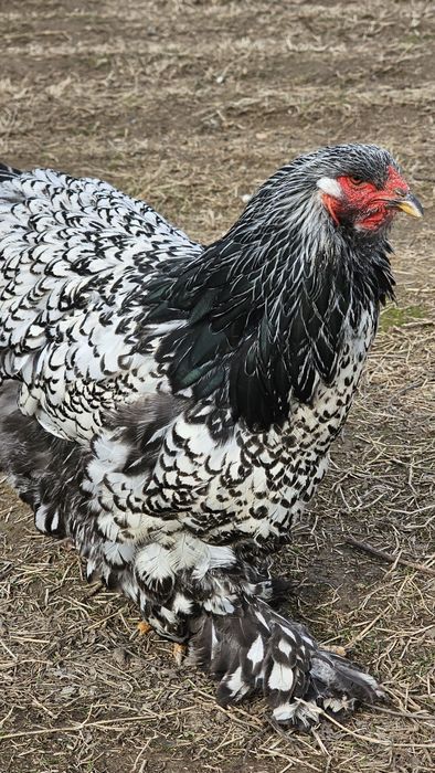 Продаются чистокровные петухи