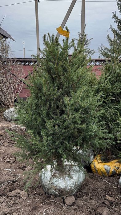 Сосна ель берёза тополь