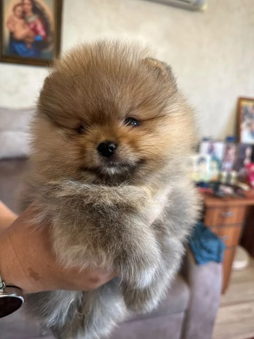 Продам Шпицаы 2 месяца