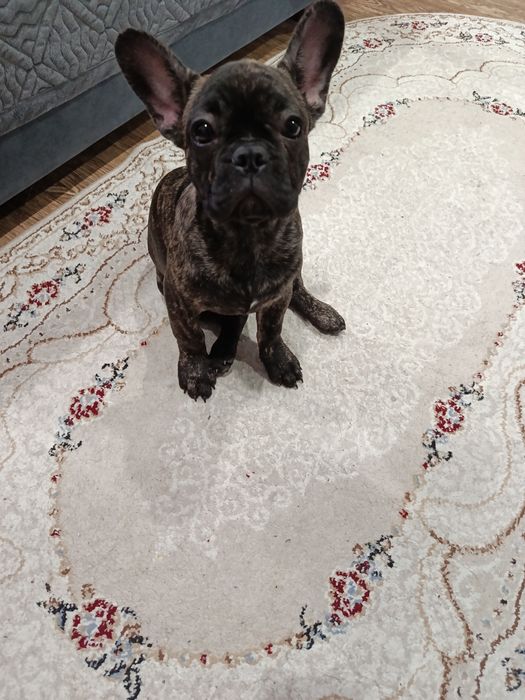 Французский бульдог мальчик