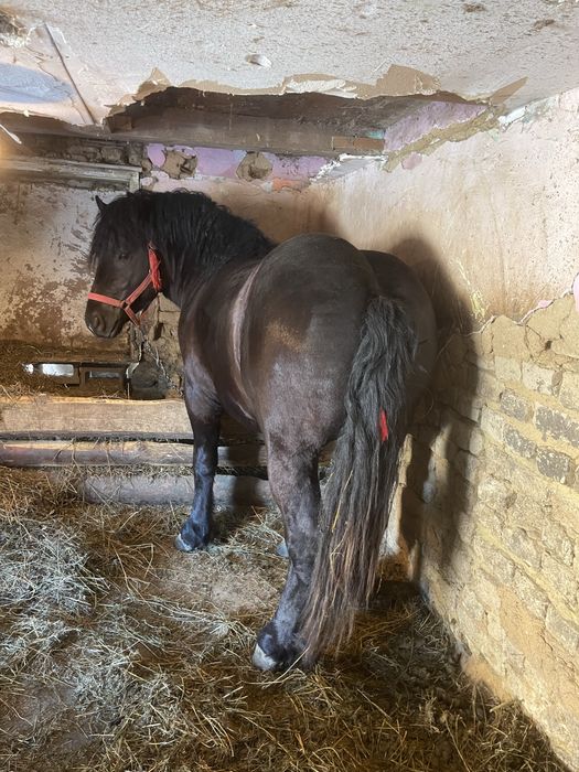 Vand manz foarte frumos