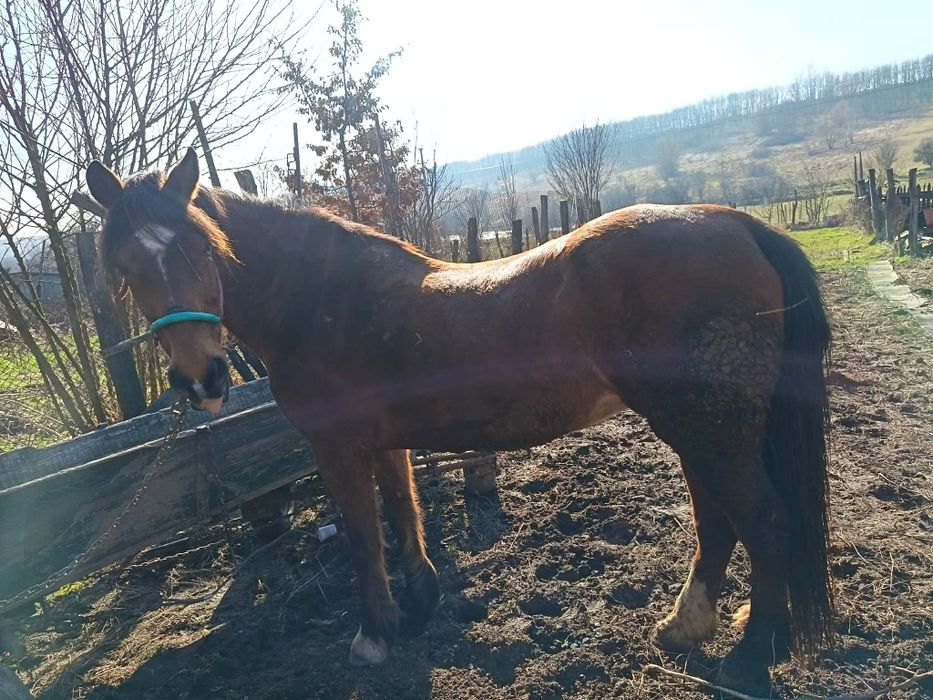 De vanzare iapa si manz