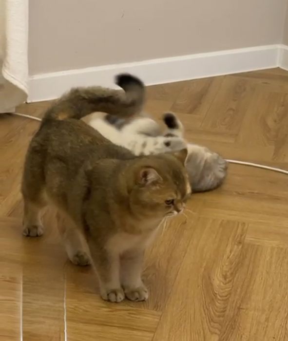 Продаются котятам