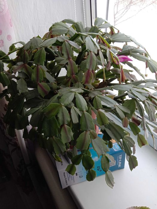 Продам цветы для дома