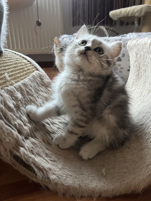 British shorthair black white tabby