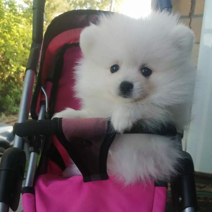 Продам белых щенков шпица.