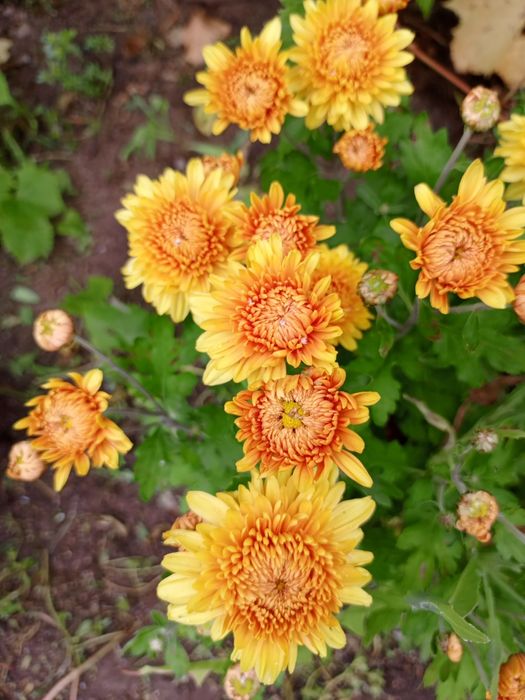 Хризантемы черенки