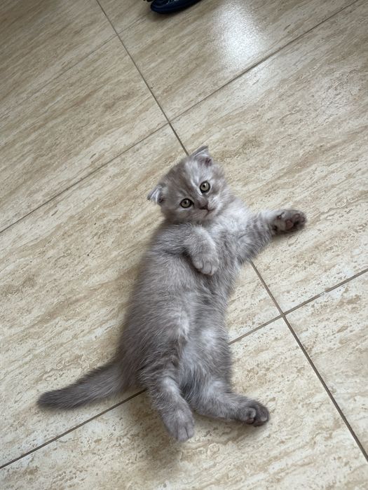 pui scottish fold