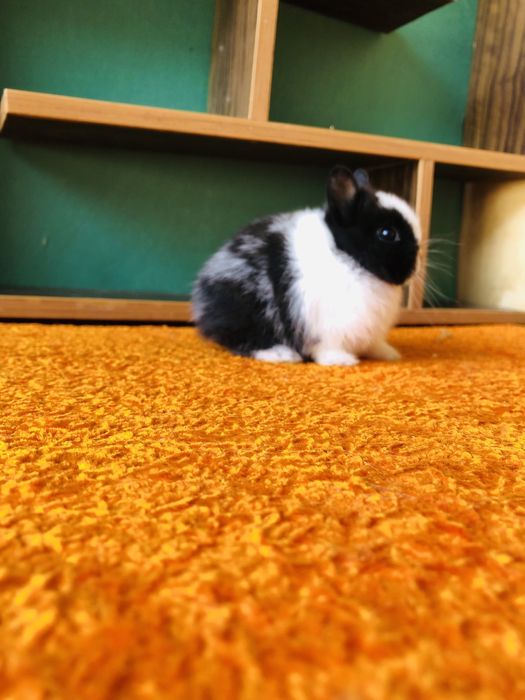 Karlik quyonchalar sotiladi