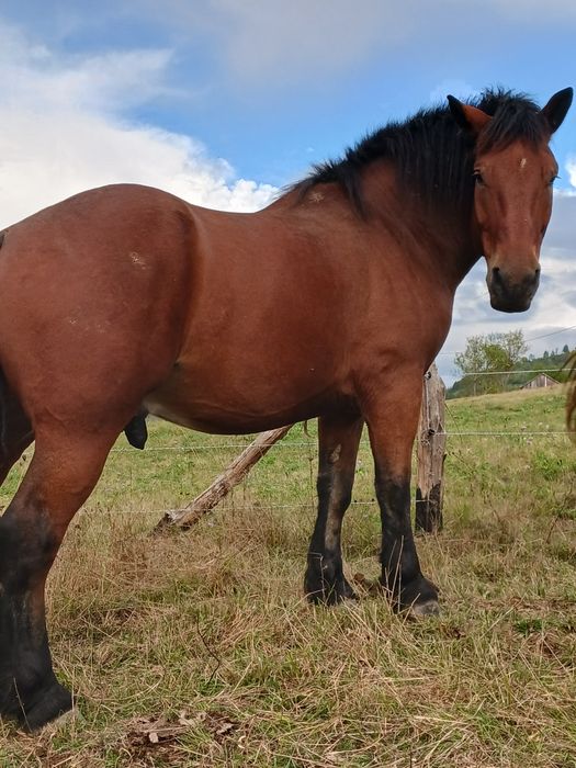 Vând un cal de 4 ani simanz de 1 an