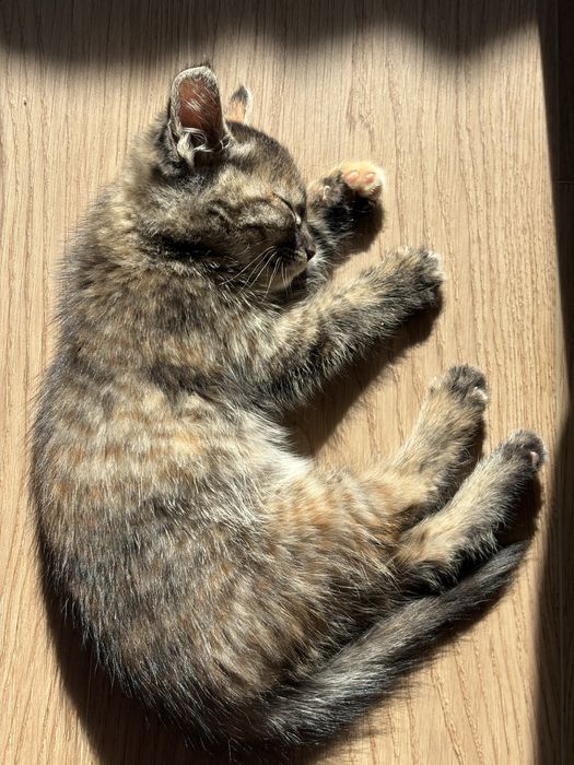 Котенок бесплатно