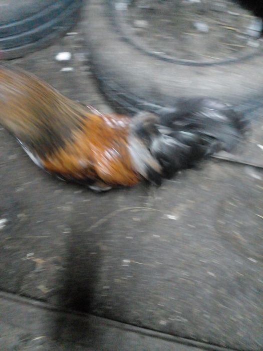 Продам петухов домашние