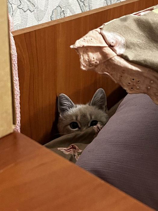 Отдам котенка бесплатно(девочка)