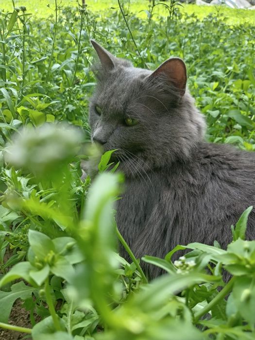 Mushuk sog'lom sotmohchimiz o'g'il bola