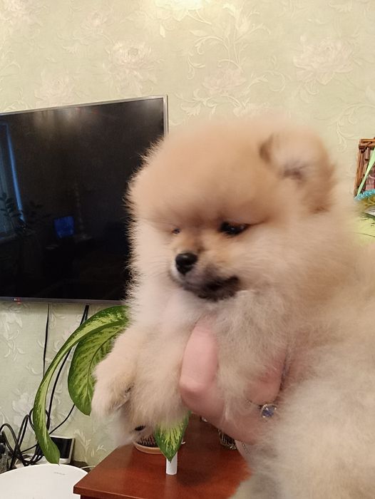 Померанский шпиц. Мальчик.