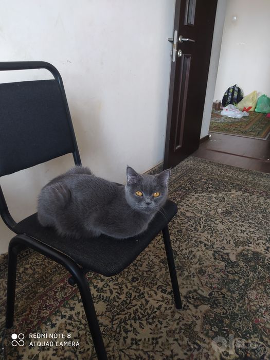 Tekinga beraman qiz bola