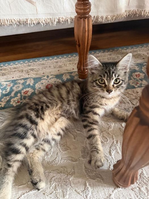 Домашний котенок в добрые руки
