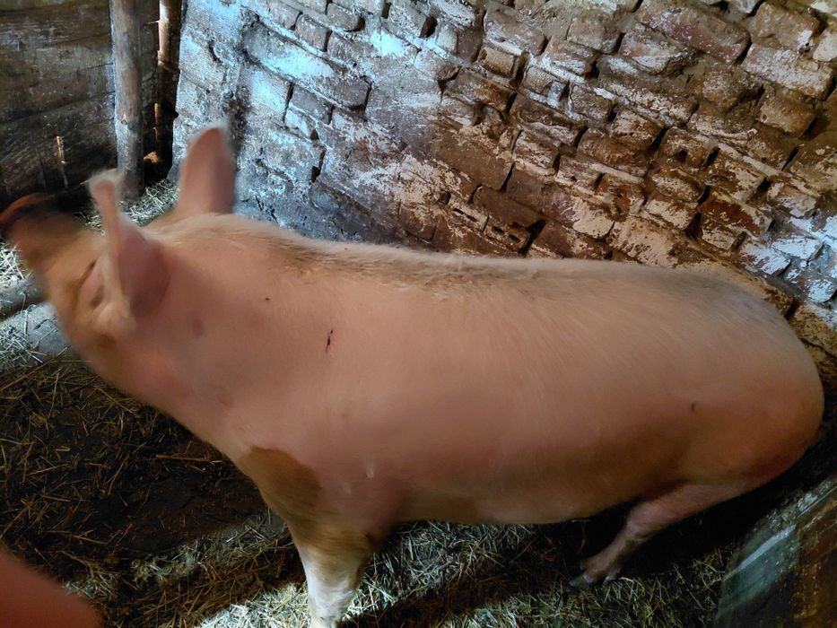 Угоени Прасета на сметка